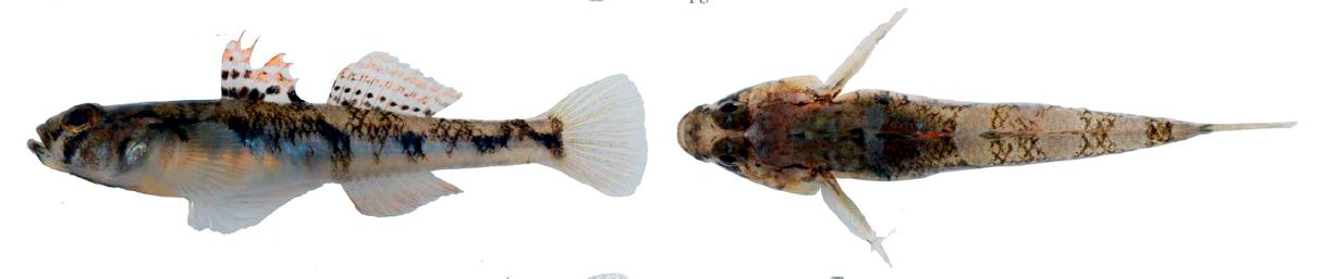 Pomatoschistus pictus_03